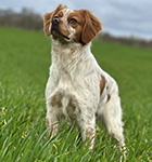 epagneul breton